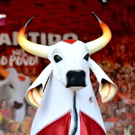 BOI É RAIZ (Lyrics in English) - Boi Garantido