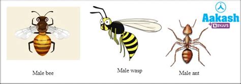 Difference Between Haploid and Diploid in Biology: Definition, Types ...
