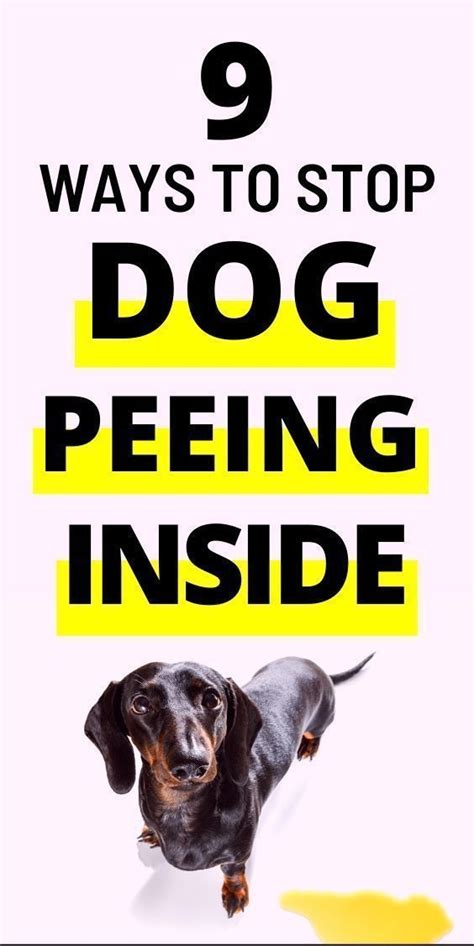 Stop Dogs Urinating Inside 的图像结果