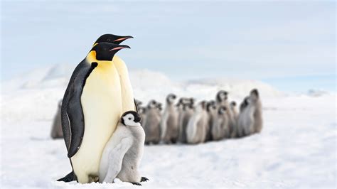 Emperor Penguin Baby