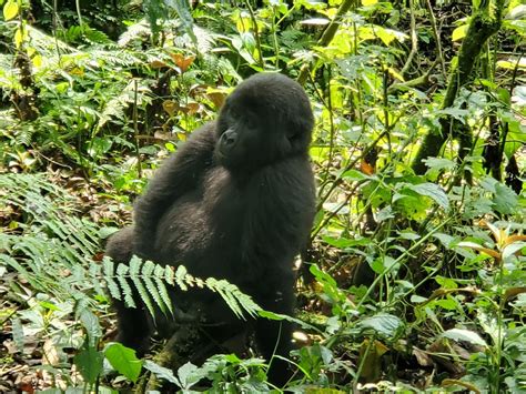 BIRD UGANDA SAFARIS - All You Need to Know BEFORE You Go 2026 (with ...