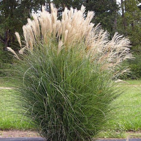 Amazon.com : CHUXAY GARDEN Miscanthus Sinensis,Silver Maiden Grass 10 ...