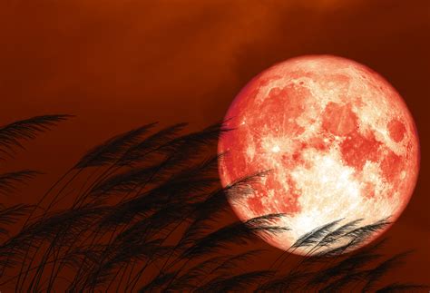 How This Weekend's Strawberry Moon Got Its Name - Newsweek