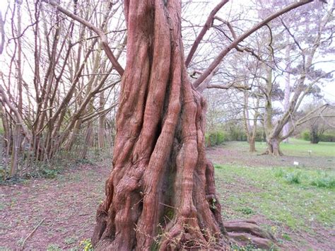 Barnwood Arboretum & Park (Gloucester) - 2020 What to Know Before You ...