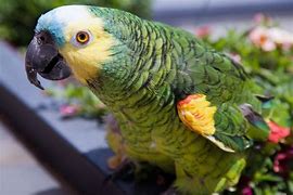 Image result for Pet Parrot