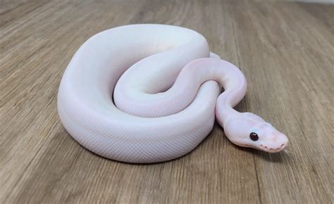 Image result for White Wedding Ball Python