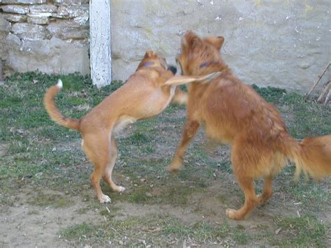 Dogs Mateing Com 的图像结果