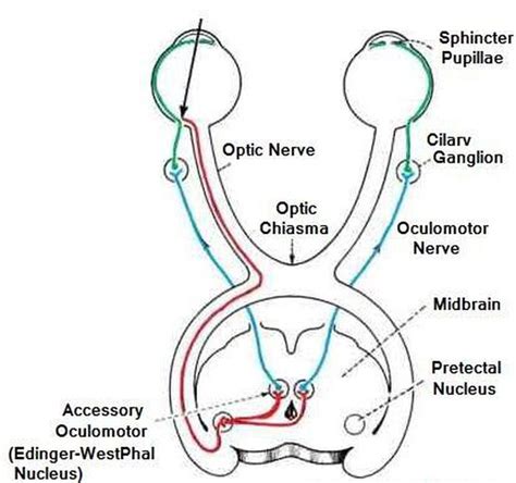 Discover the Intricate Pathways of the Reflex Arc