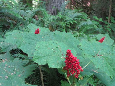 Olsen Estate - Whatcom Land Trust