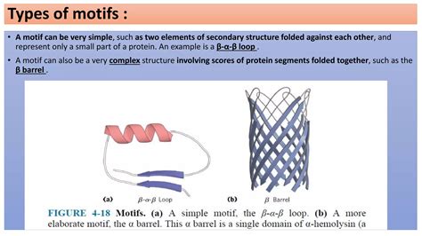 levels of protein structure , Domains ,motifs & Folds in protein structure | PPTX