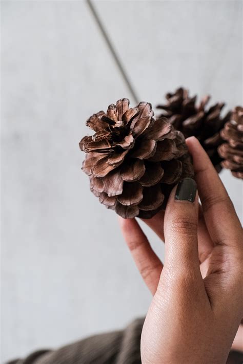 Natural Pinecone Set of 6 – Home & Table Decor