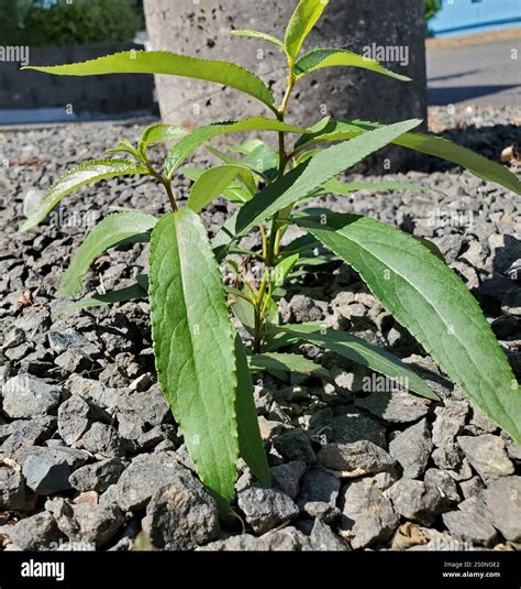 black cottonwood (Populus trichocarpa Stock Photo - Alamy