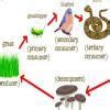 Describe two food CHAINS with words listed in order such as: grass ...