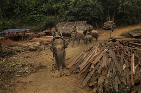 Unemployed, Myanmar’s Elephants Grow Antsy, and Heavier - The New York ...