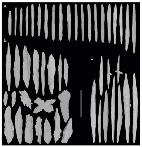 Morphological and Molecular Characterization of Five Species Including ...