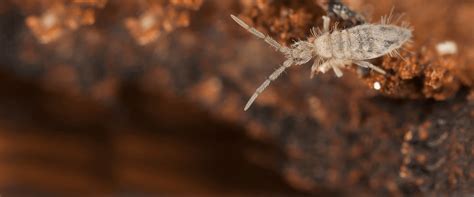 Springtails | Pest Identification