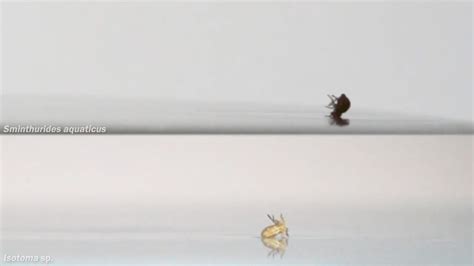 Image result for Spring Tails