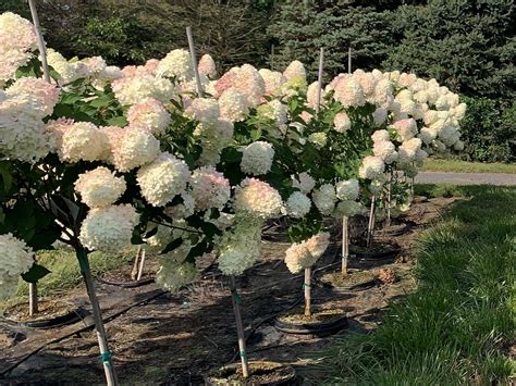 Hydrangea paniculata Limelight™ Hydrangea, Limelight™ (Tree Form) from ...