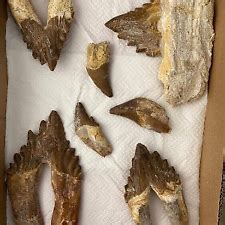 Fossils2StarWars | eBay Stores