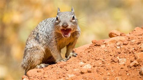 Image result for African Predators vs Predators