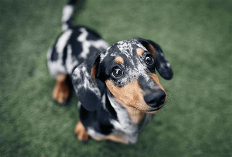 The Miniature Dachshund: What New Owners NEED to Know