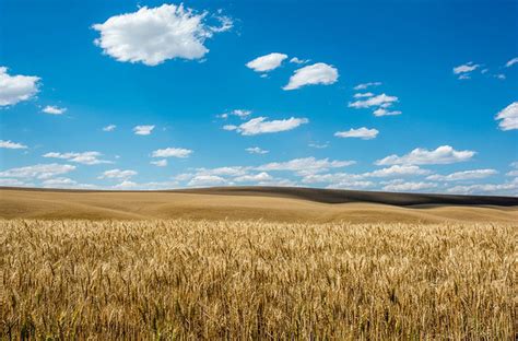 华盛顿州 帕卢斯 的图像结果