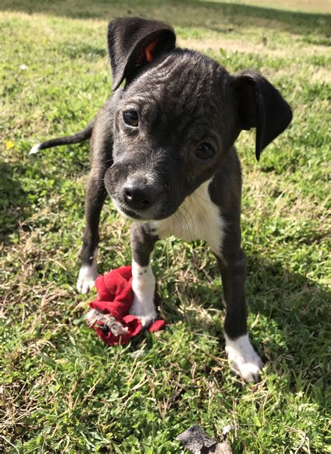 Craigslist Fresno Visalia Pets - Pet Spare