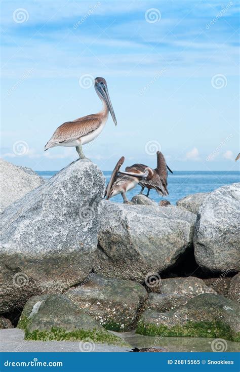 Pelicans on rocks stock image. Image of florida, bird - 26815565