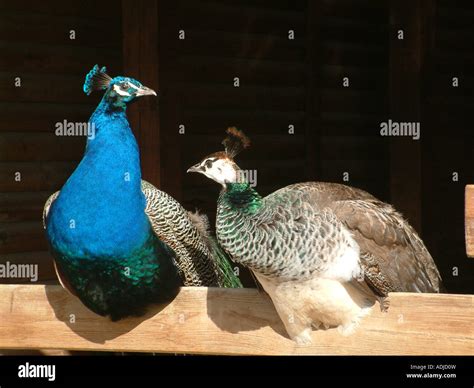 Peacock Vs Peahen