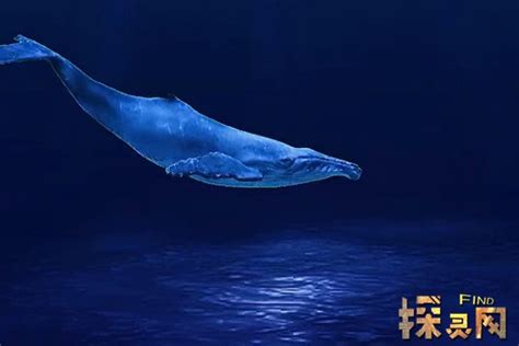 一鲸落万物生完整句，鲸落的表达的唯美寓意(值得一看) — 探灵网