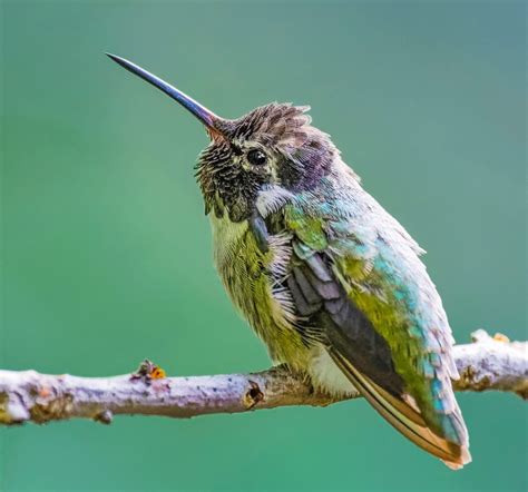 Bee Hummingbird Size