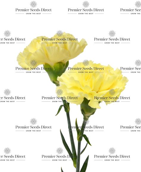 Meaning Of A Yellow Carnation at Steven Trinkle blog