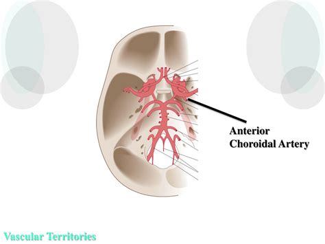 PPT - Cerebral Hemispheres and Vascular Supply PowerPoint Presentation ...