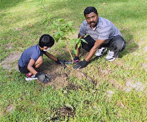 Image result for Houston TX Tree Service