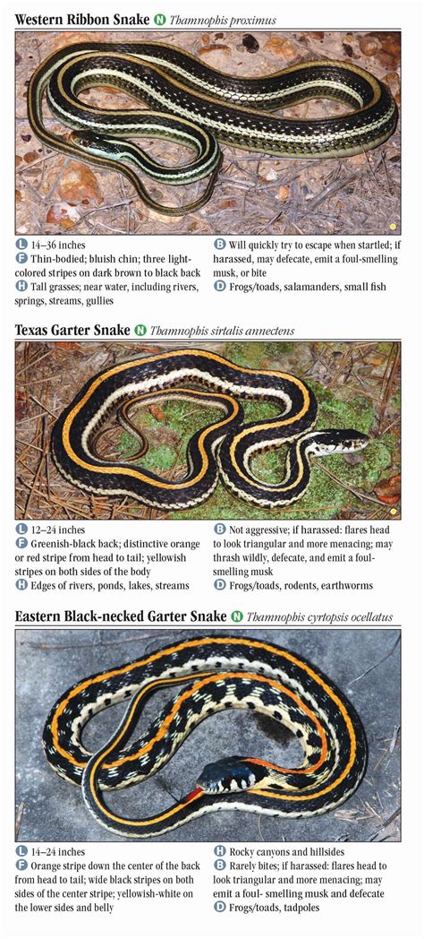 Central Texas Snake Identification