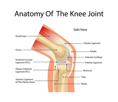 Premium Vector | Anatomy of the knee joint