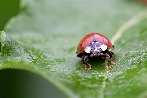 Image result for Ladybug Insect Flying
