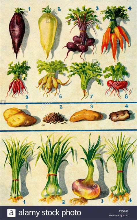 Root.food Names 的图像结果