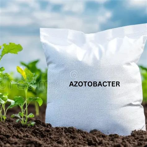 Buy Azotobacter Online at wholesale price | Nitrogen-Fixing ...