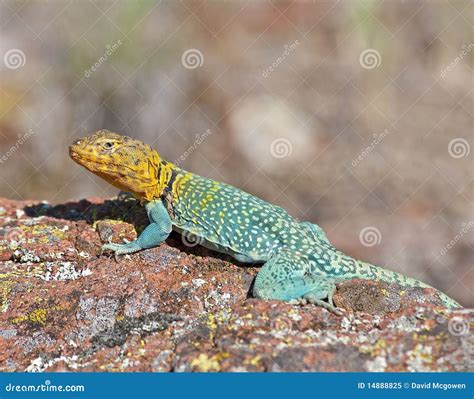 Rezultat imagine pentru Collared Lizard