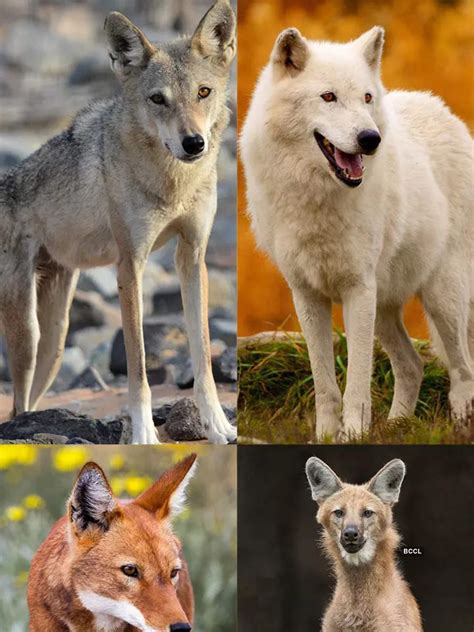 Different Types of Wolves 的图像结果