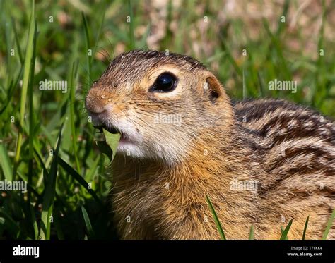 Thirteen lined striped gopher hi-res stock photography and images - Alamy