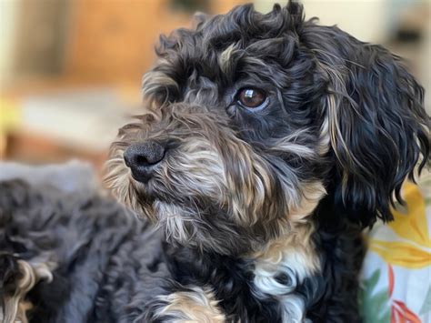 Image result for Gray Cockapoo