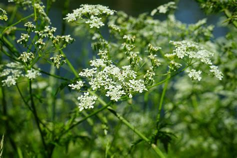 Top 10 World's Most Poisonous Plants at Kurt Scott blog