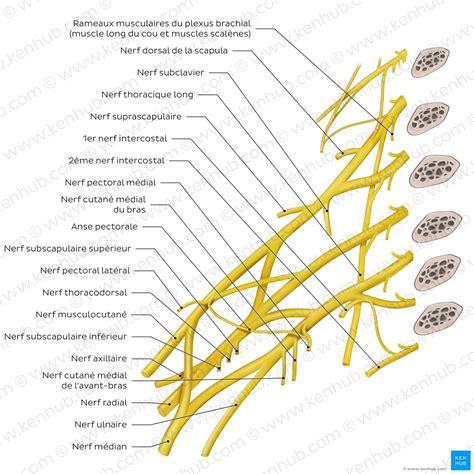 Plexus brachial : anatomie, branches et mnémoniques | Kenhub