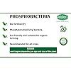 Abtec Phosphobacteria Powder Bacillus megaterium var. phosphaticum ...
