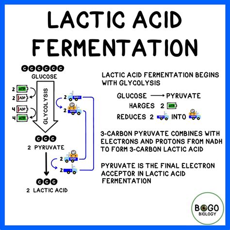 Mixed Acid Fermentation Diagram at Mia Hartnett blog