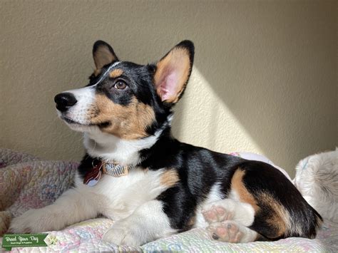 Tri-Color Pembroke Corgi - Stud Dog in Colorado, the United States ...