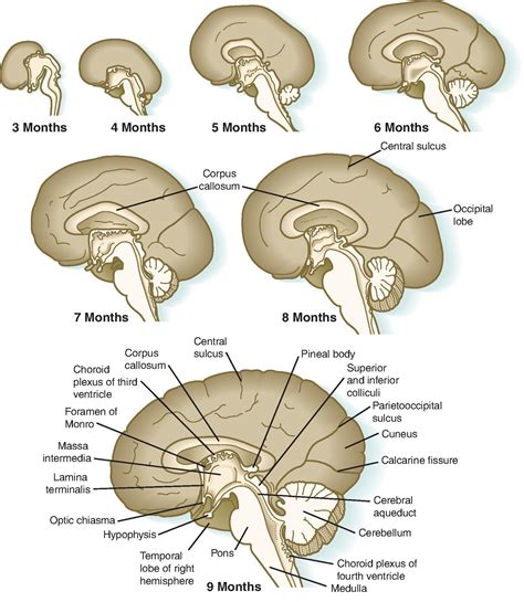 Image result for Neurological Development