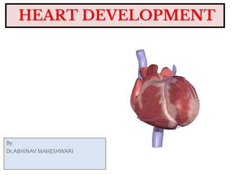 Image result for Heart Development Process